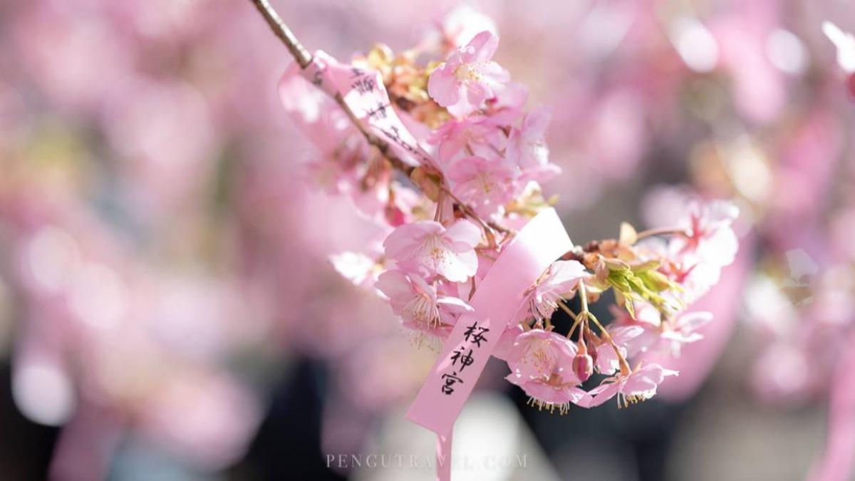 神社內的櫻花樹數量雖然不算多，但盛開時與粉色祈願緞帶交織，營造出夢幻般的景象，吸引遊客紛紛打卡。（圖／Pengu Travel 提供）