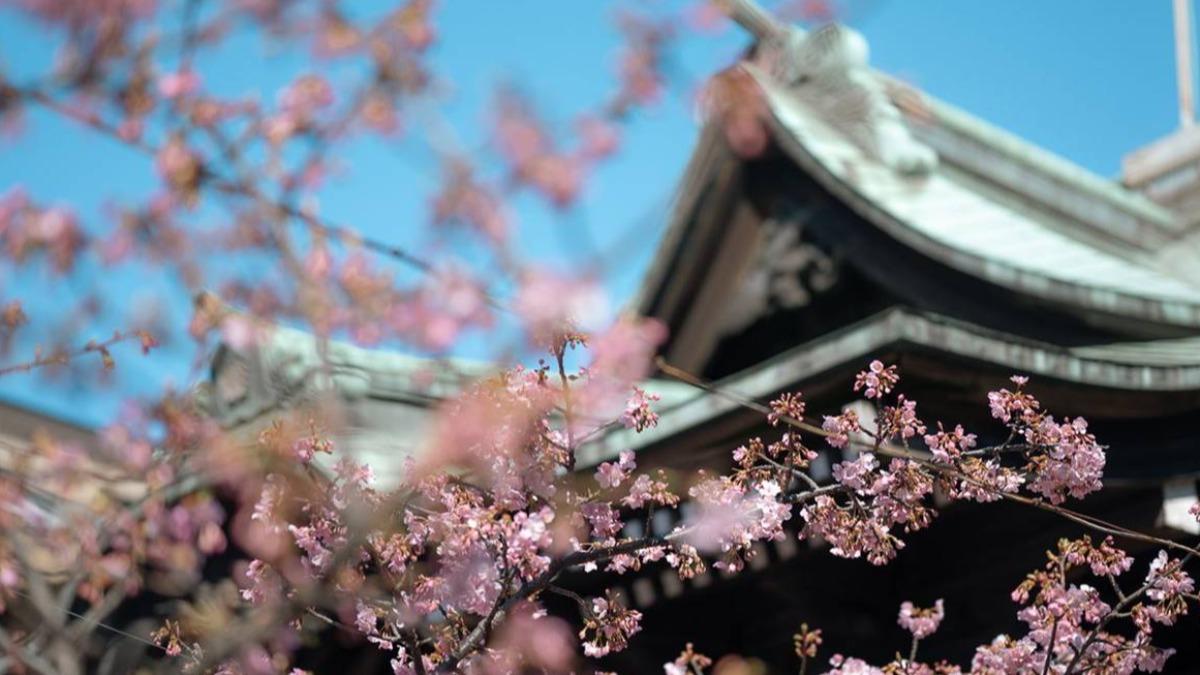櫻神宮的地理位置據說具有特殊意義，神社因得到神諭而搬遷至現址，成功避開了關東地震與東京空襲。（圖／Pengu Travel 提供）