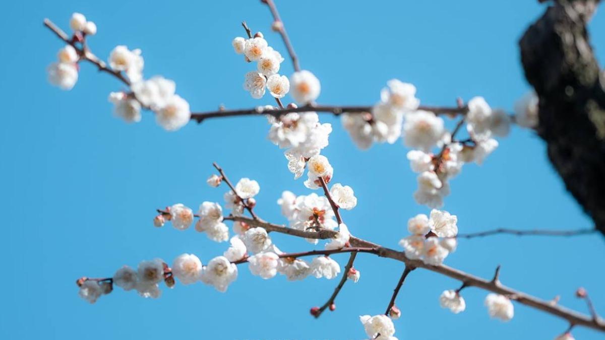 除了河津櫻，神社內其實還種植了「染井吉野櫻」，花季約在３月底。（圖／Pengu Travel 提供）