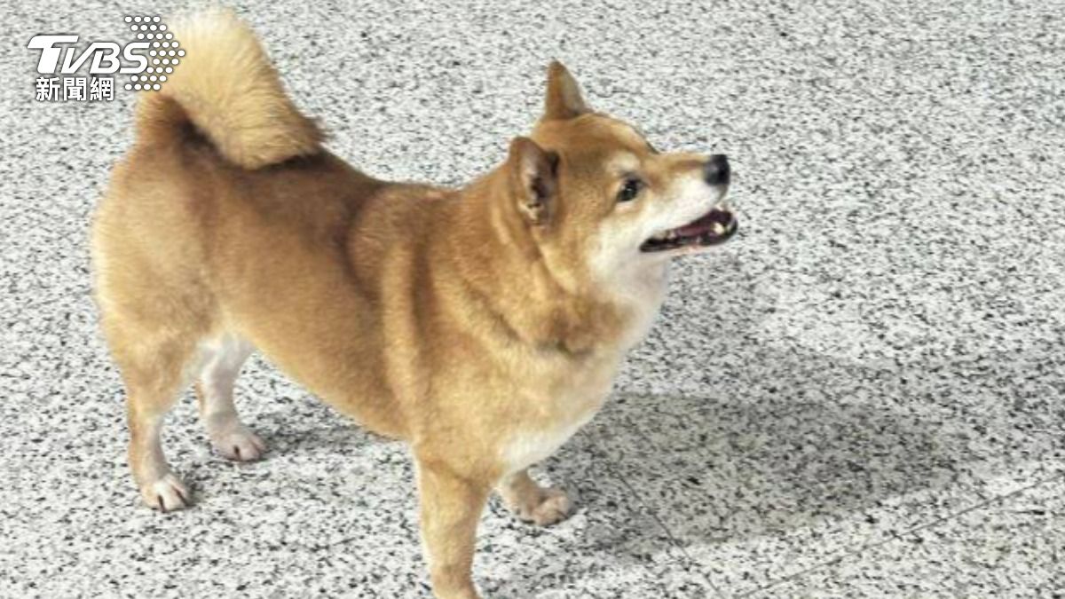 走失的柴犬模樣相當可愛。（圖／TVBS）