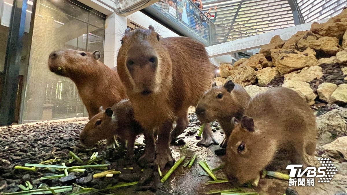 壽山動物園「水豚3寶+迷你驢寶寶」亮相 洗澎澎模樣超萌