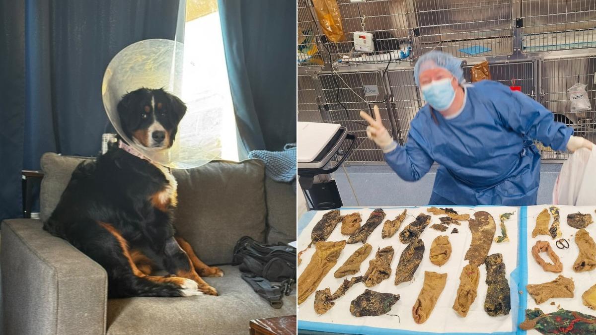 愛犬腹部腫脹緊急送醫 一照X光驚見「塞滿24隻襪子」