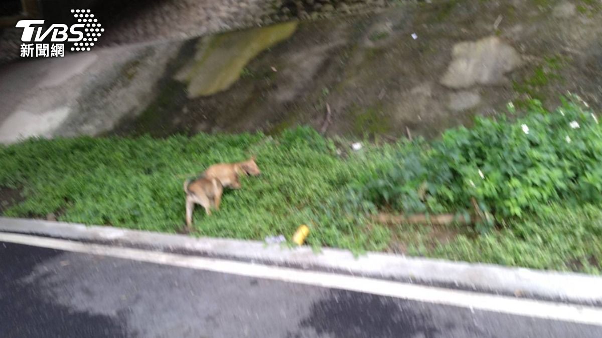 有民眾在三鶯大橋下發現2幼犬遭人棄置。(圖/新北市動保處)