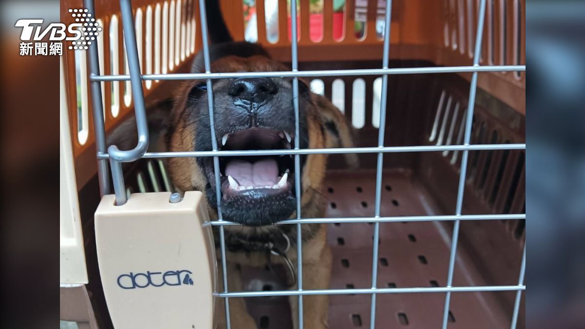 狠心！2萌幼犬裝紙箱丟橋下　飼主遭罰6萬元「終生不得再養」