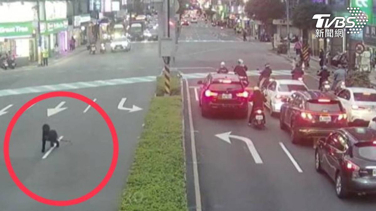 女騎士自摔，黑貴賓嚇跑，穿梭車陣。（圖／TVBS）