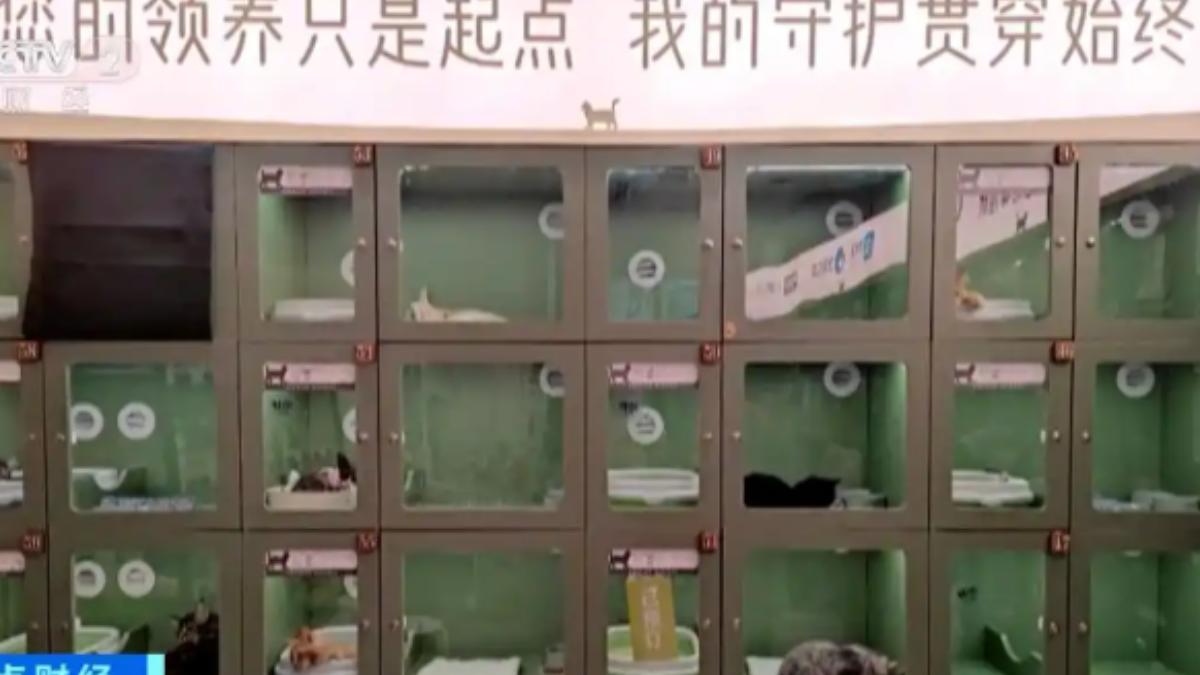 某家寵物店內,有幾十個透明玻璃的展示櫃,裡面分別展示不同品種的小貓。(圖/大陸央視)