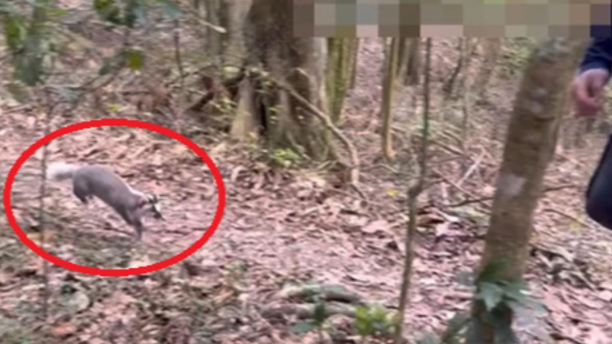 高雄鳴海山有登山客遭到鼬獾攻擊。(圖/翻攝自臉書「登山通報站」)