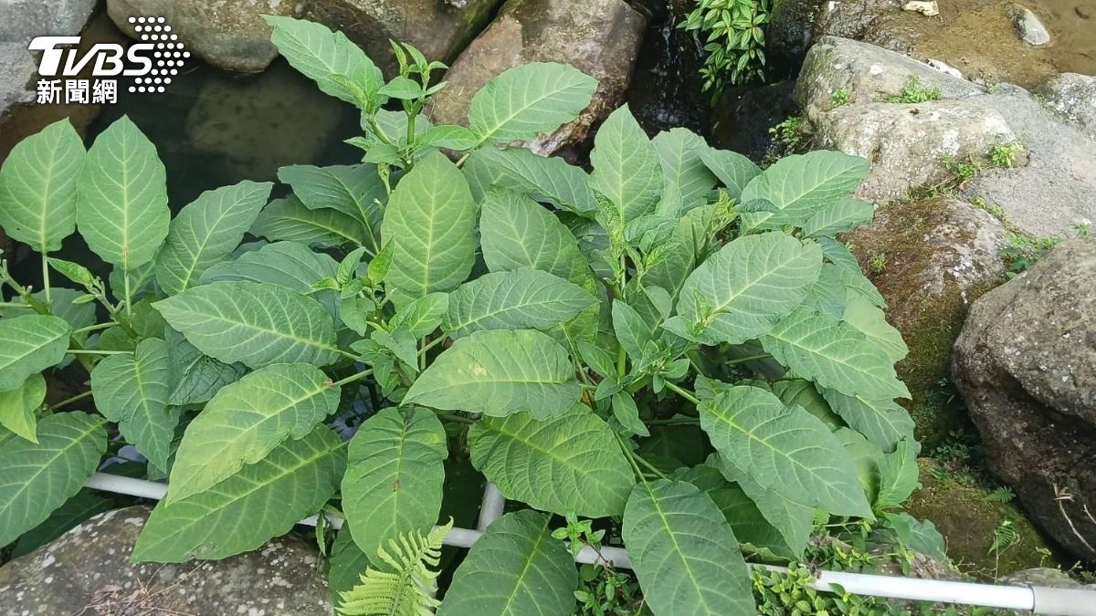夫妻誤摘採不明有毒植物。(圖/TVBS)