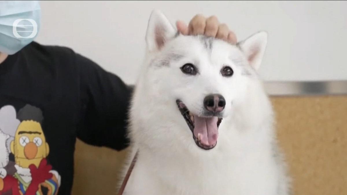 大陸狂犬病病例年升近四成。(圖/TVB)