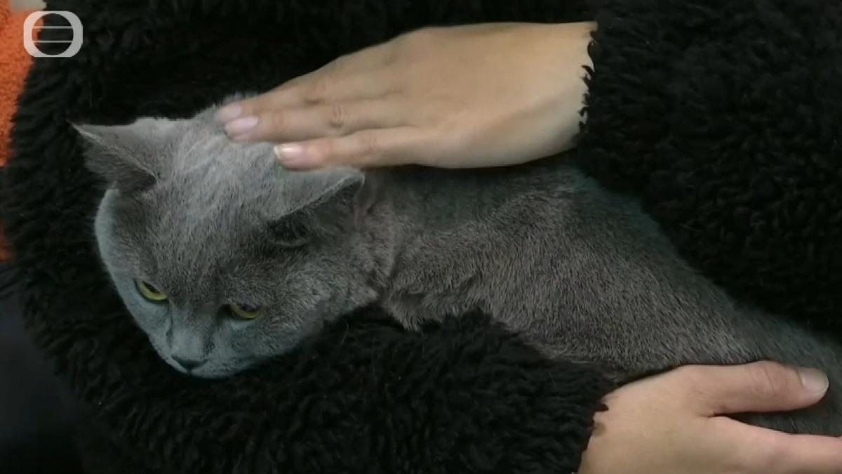 大陸狂犬病病例年升近四成。(圖/TVB)