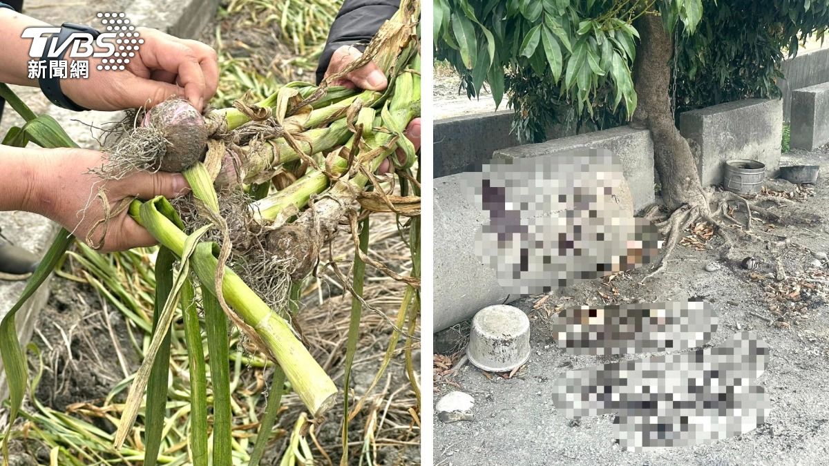 令人髮指!雲林忠犬護蒜頭田 遭惡賊深夜「割喉」濺血慘死