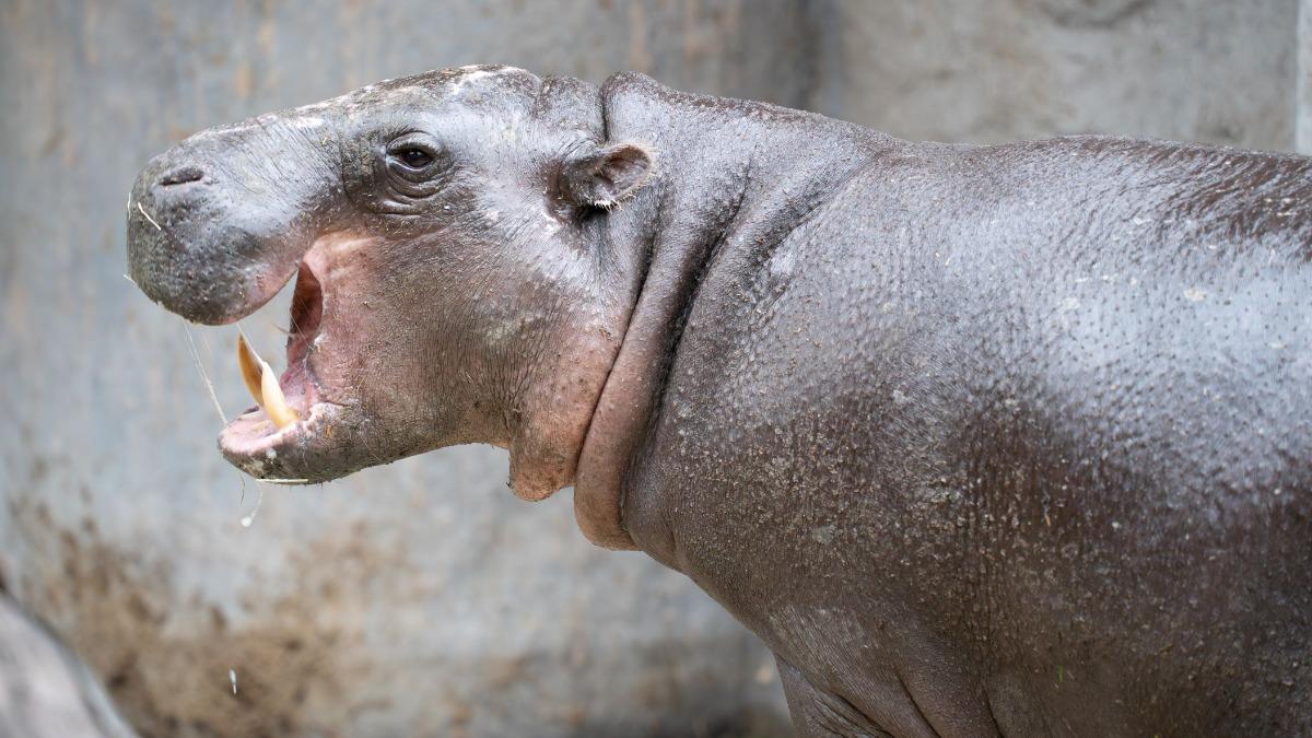 「腳上小傷口惡化」侏儒河馬Thabo過世 北市動物園痛別