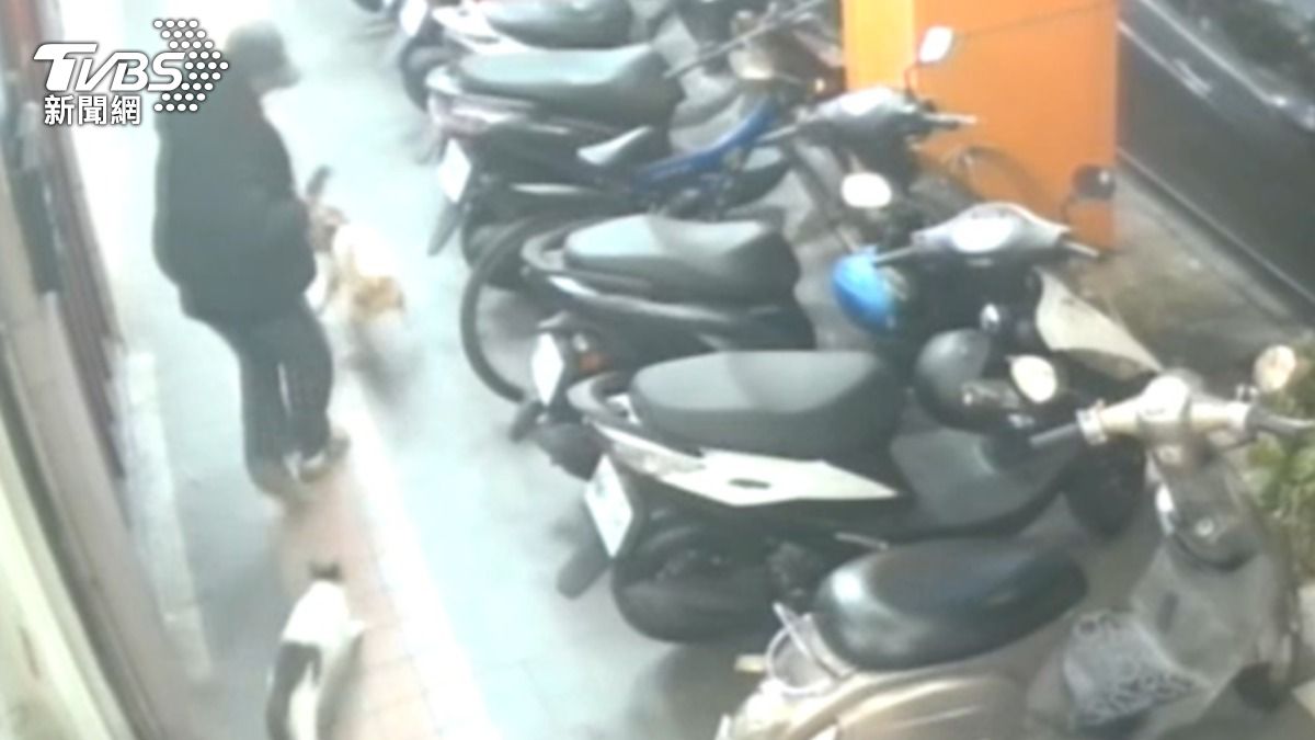 遛狗闖入「貓領地」!三重民眾慘遭貓抓傷 飼主挨罰3000元