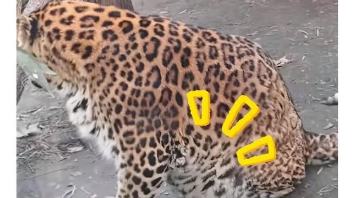 阿嬤養的？金錢豹、黑豹變「肥貓」肚子大到垂地　成都動物園遭批：根本虐待