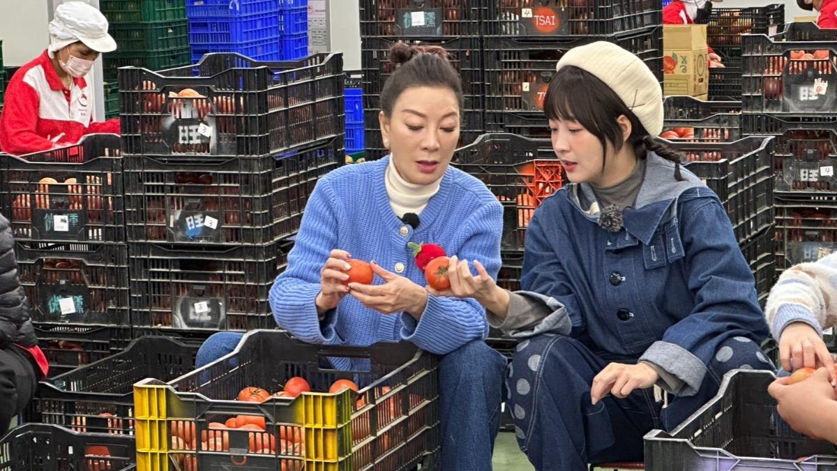 籃籃體驗採收番茄。(圖/民視提供)