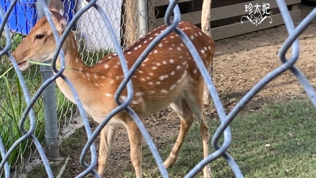 園區還有梅花鹿等小動物。(圖/珍太妃旅遊親子生活提供)
