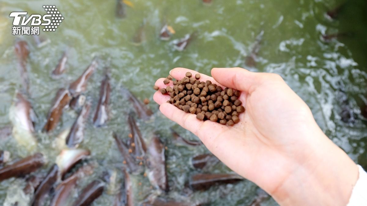 5家魚飼料業者同天聯合漲價!公平會重罰共1200萬