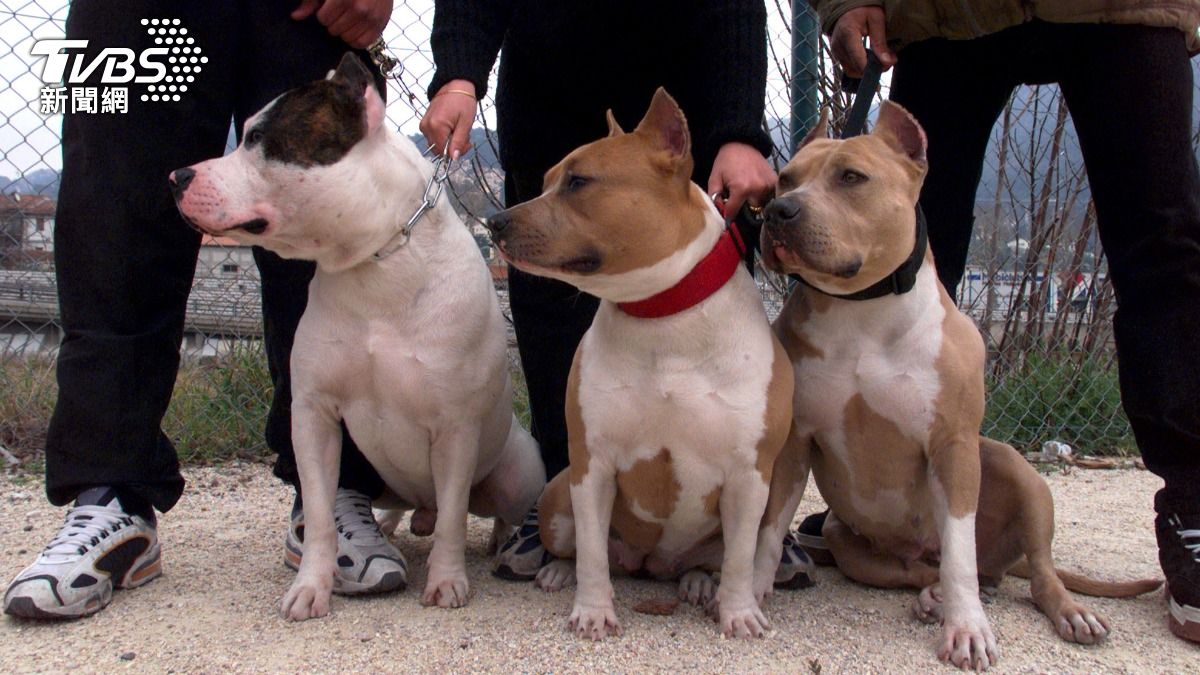 紐約警突襲毒販窩點 兩比特犬護主狠咬、三警送醫