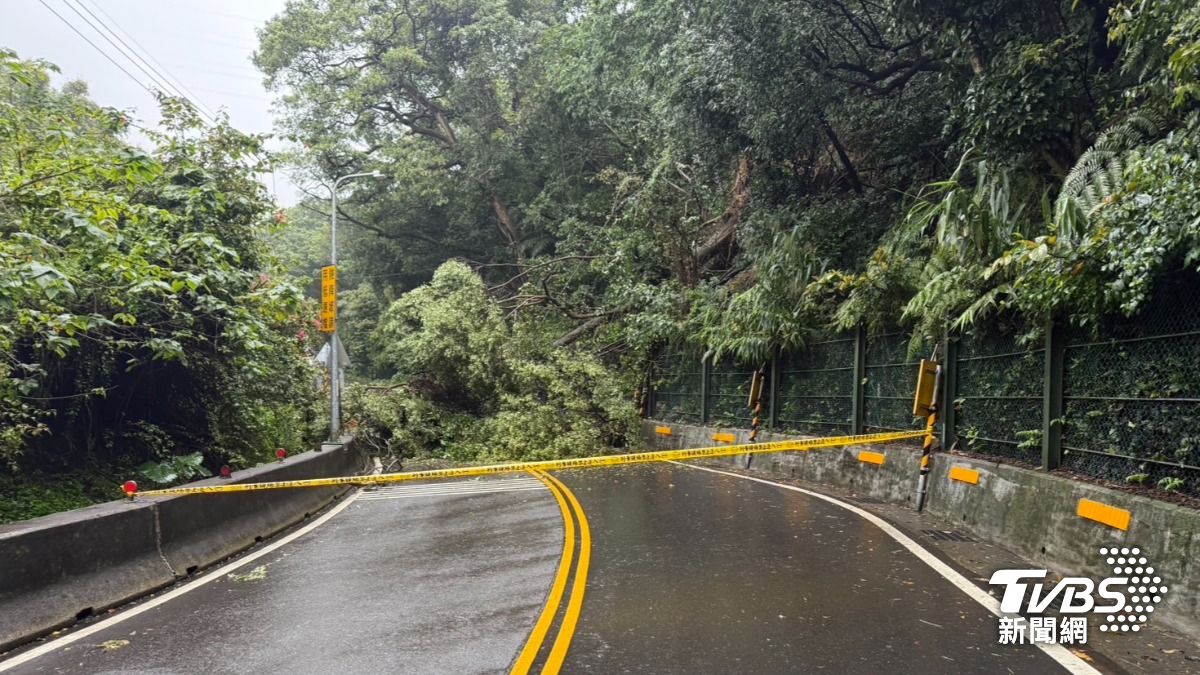 北部雨彈狂炸!新北新莊「路樹倒塌」道路雙向封閉 現場畫面曝