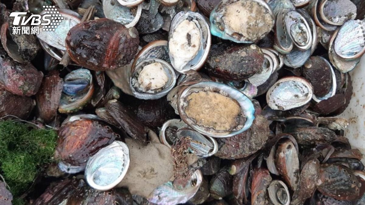 九孔、鮑魚怎麼分?專家揭「台灣土產鮑魚」養肌防老、抗疲勞功效