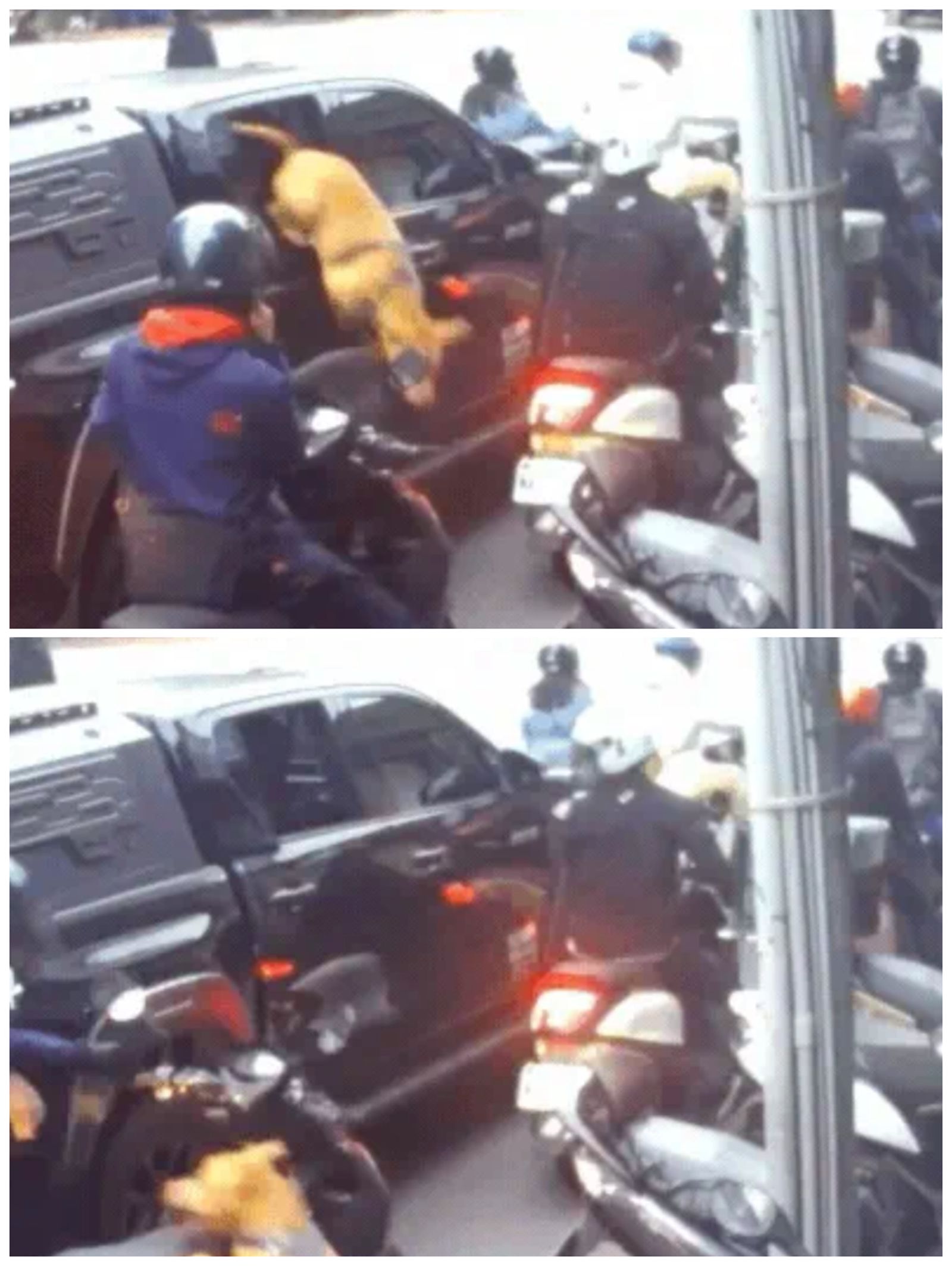 比特犬Lucky今日再度攻擊等紅燈騎士。(翻攝crazy.taiwan IG)