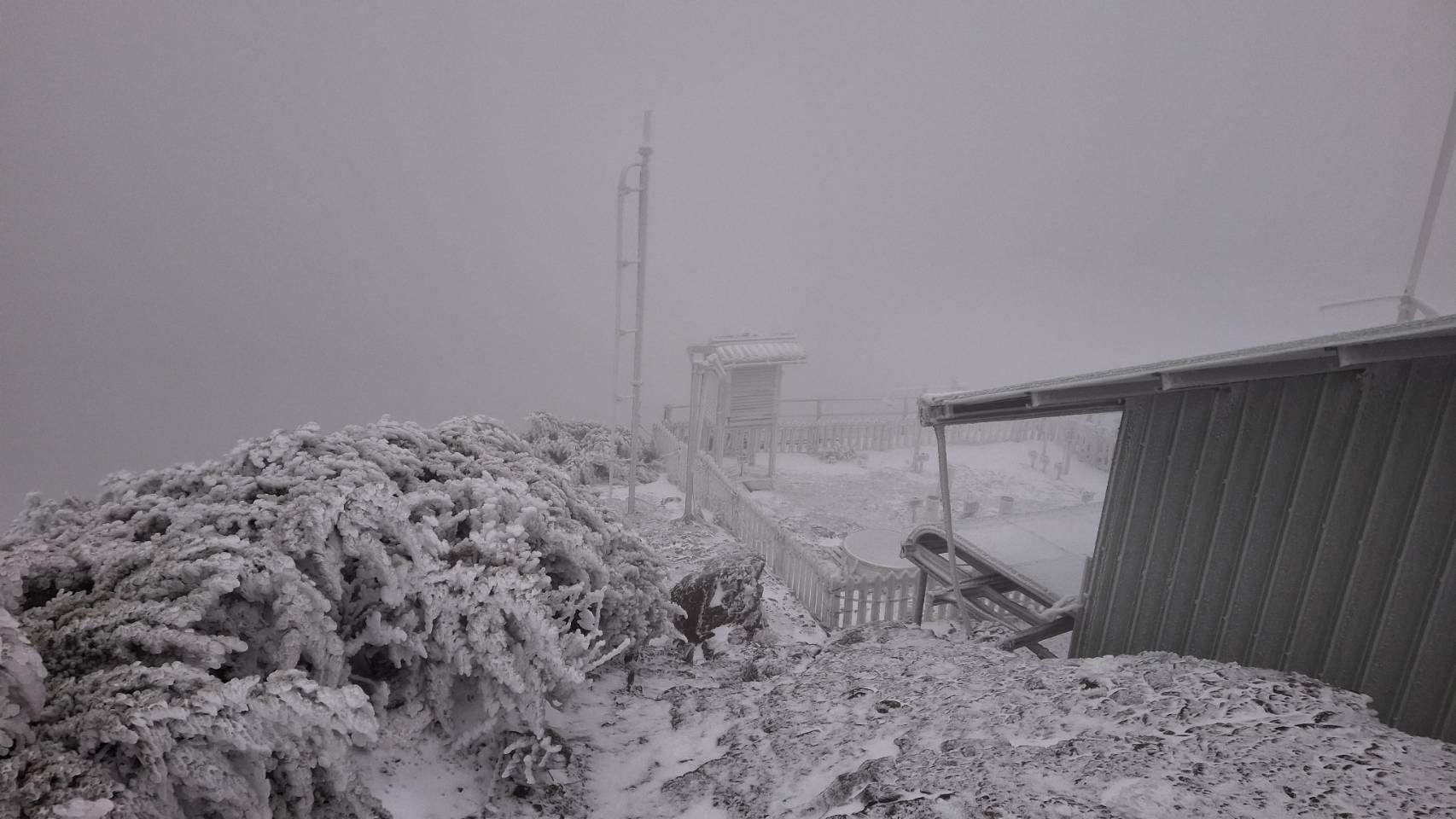 植物、地面都被雪染白。（圖／玉山氣象站提供）