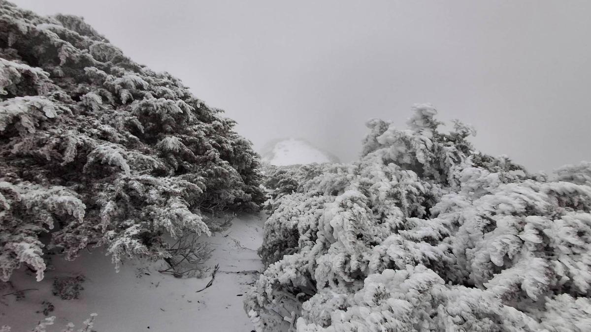 快訊／玉山降3月雪！冷氣團急凍-2.6度　銀白美景曝