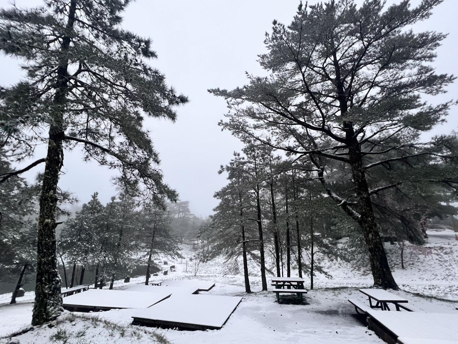 皚皚白雪覆蓋地面。（福壽山農場提供）
