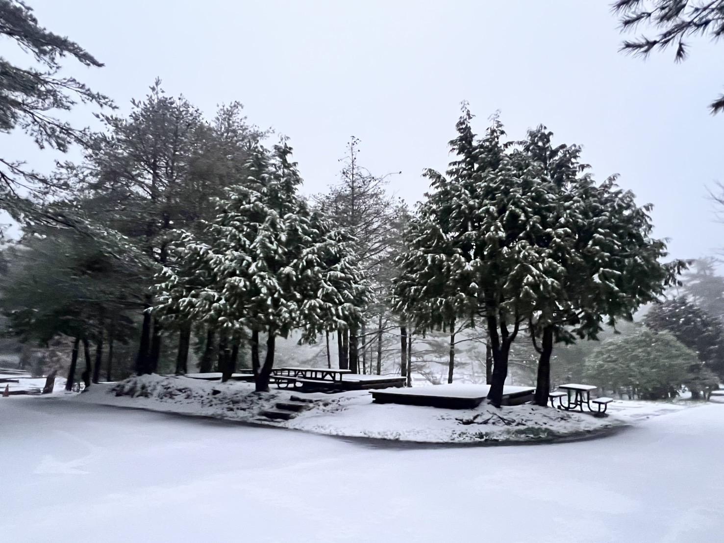 就連樹葉也沾上白雪，彷彿聖誕節景象。（福壽山農場提供）