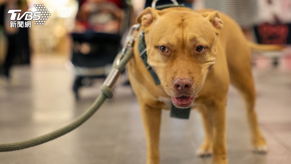 被比特犬咬怎麼辦?專家曝「千萬別毆打」:會更興奮 1招助保命