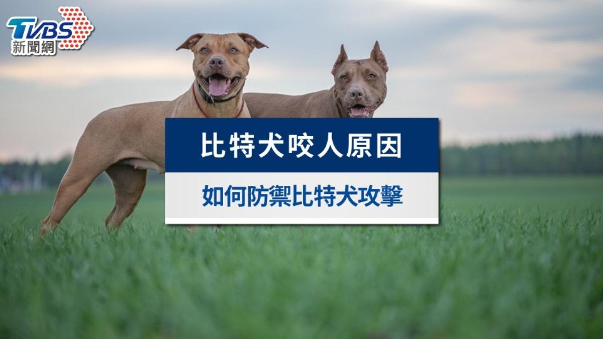 比特犬-比特犬咬人-比特犬台灣-比特犬禁養