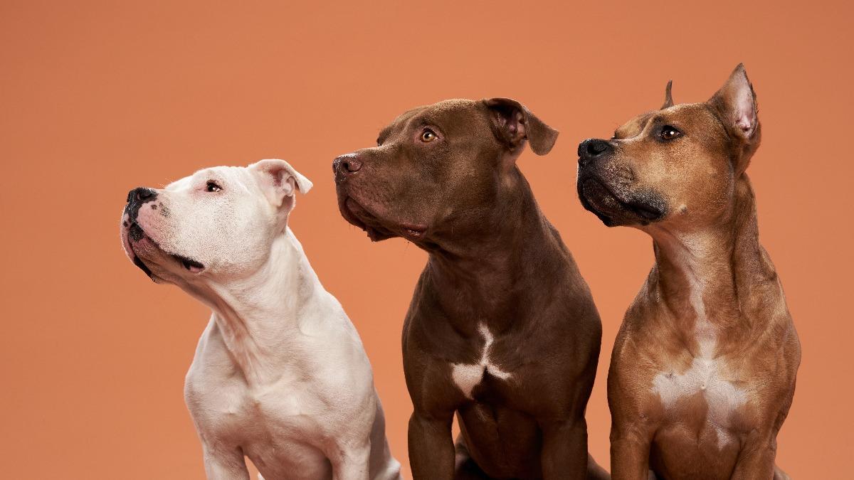 比特犬品種-比特犬特徵-比特犬長相-比特犬個性