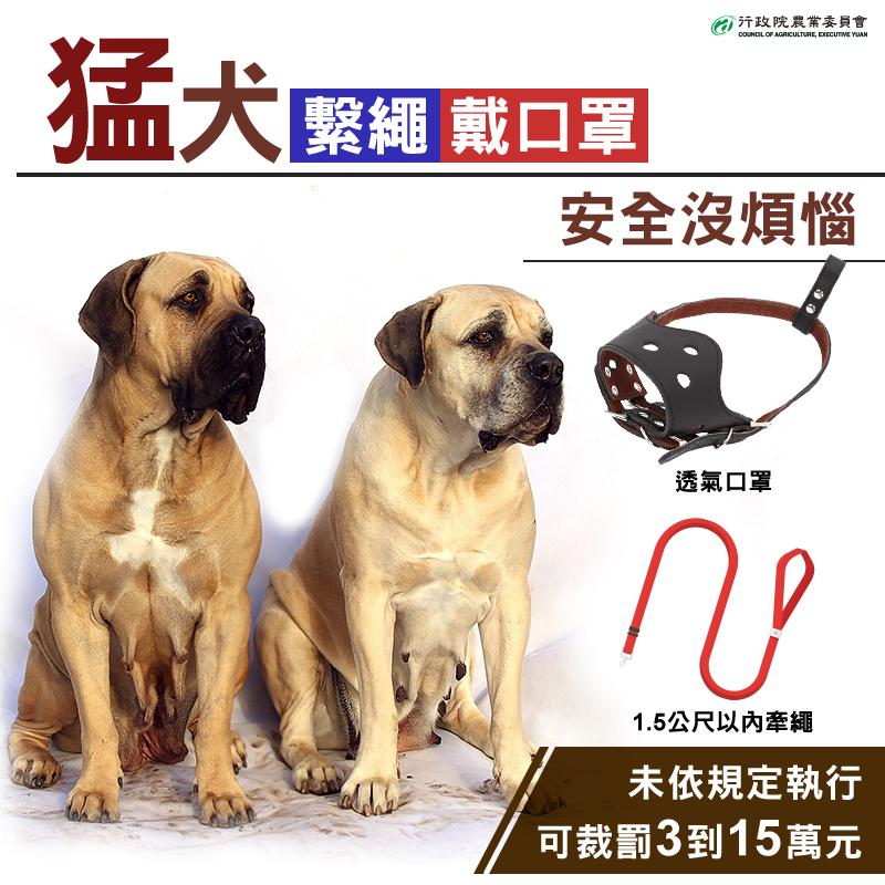 飼主若攜帶比特犬外出,必須繫繩、戴口罩。(圖/農業部臉書)