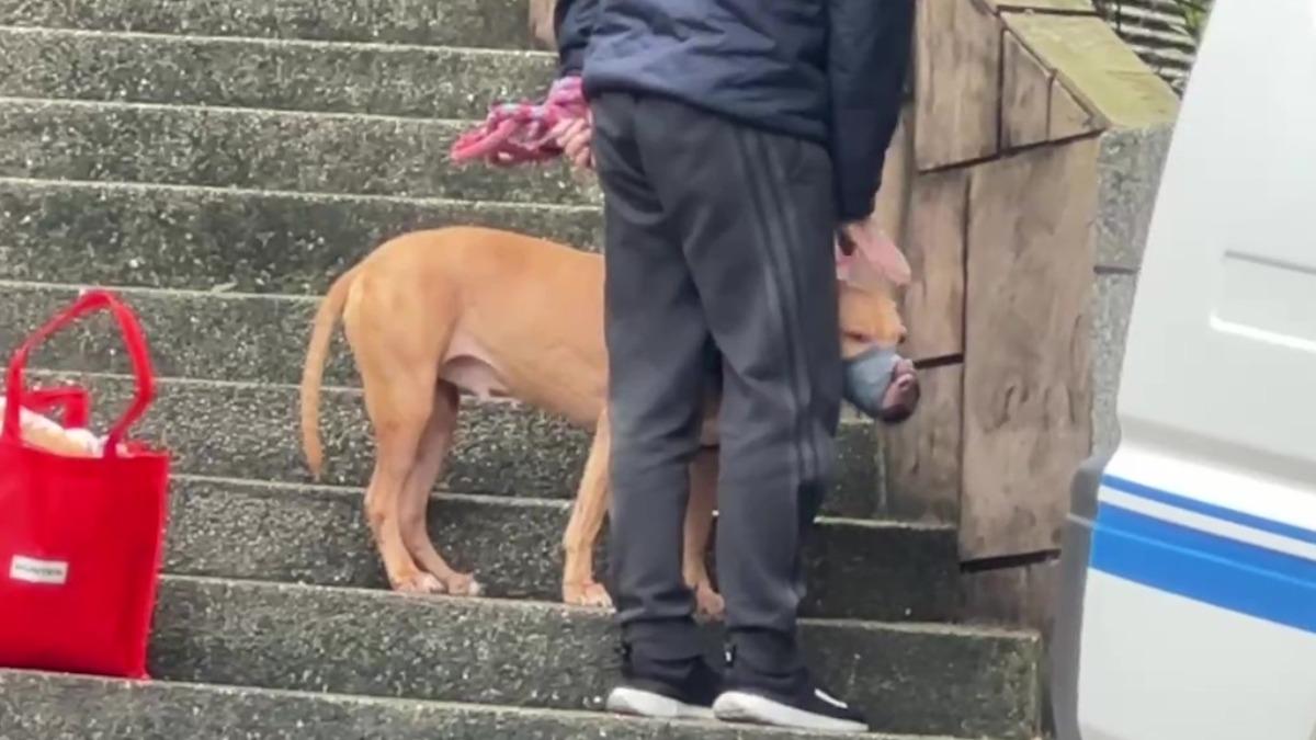 快訊/比特犬Lucky要被沒入了!戴嘴套防咬人 飼主輕撫不捨