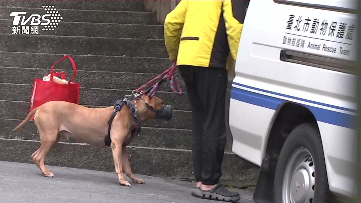比特犬Lucky稍早被訓犬師帶上車送往收容所。(圖/TVBS)