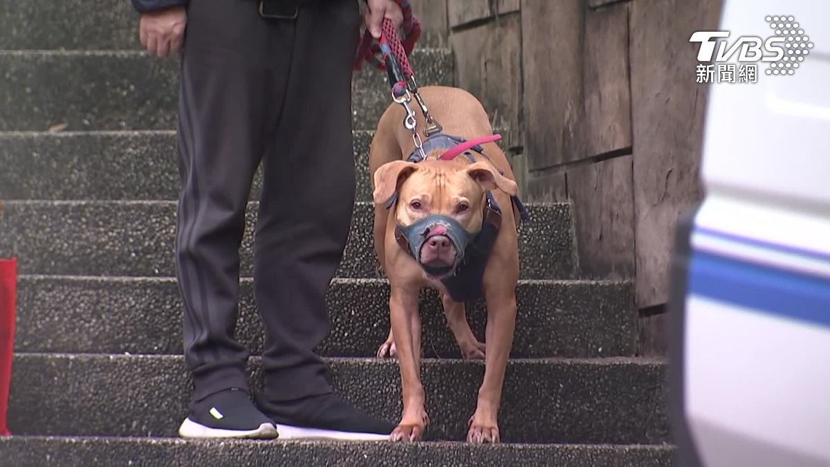 比特犬咬人引恐慌！醫點3招救急　傷口拖延恐潰爛感染