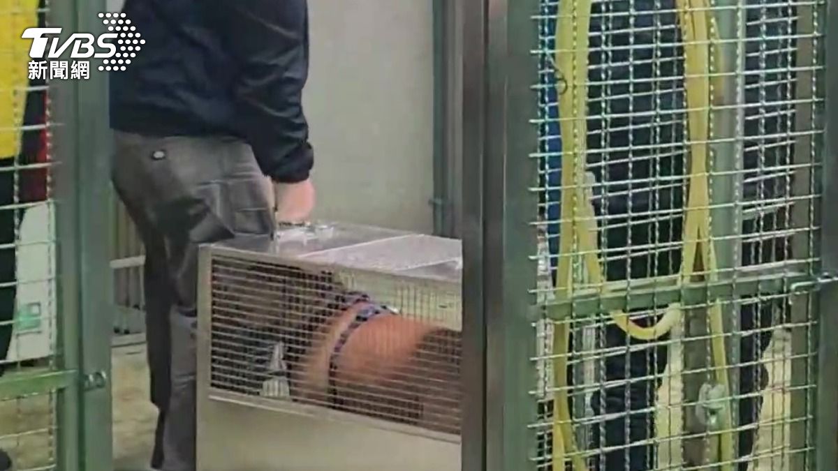 快訊/比特犬Lucky抵達收容所!產業局長:目標尋找新主人
