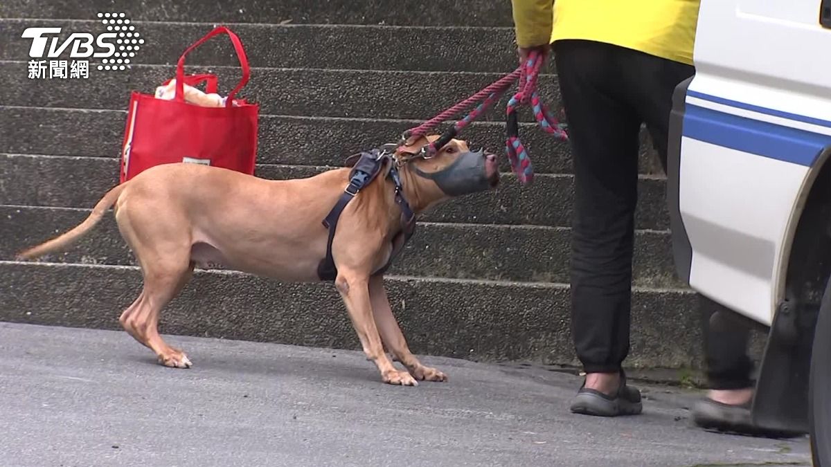誤會大了!寵物訓練師曝「比特犬天生親人」:飼主教育很重要