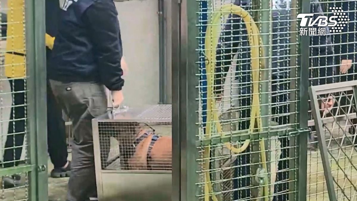 Lucky起初拒絕入籠。(圖/TVBS SNG)