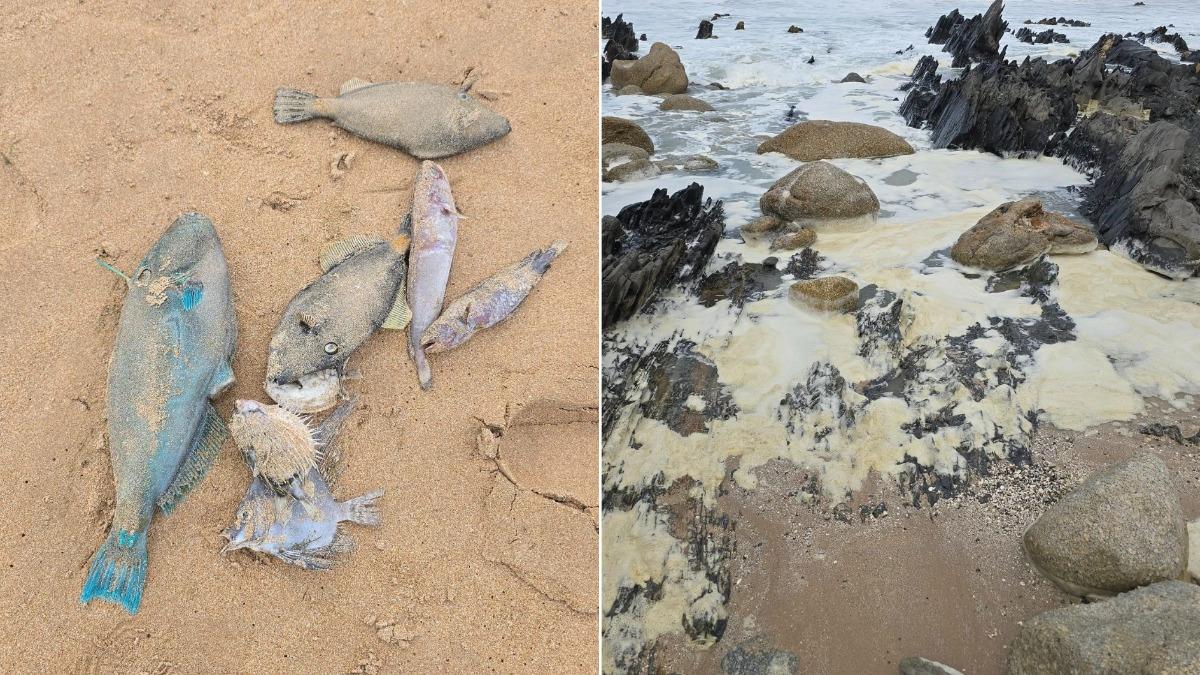 神秘的「黃綠色泡沫」伴隨大量魚類、章魚等海洋生物的遺體沖上岸。(圖/翻攝自Anthony Rowland)