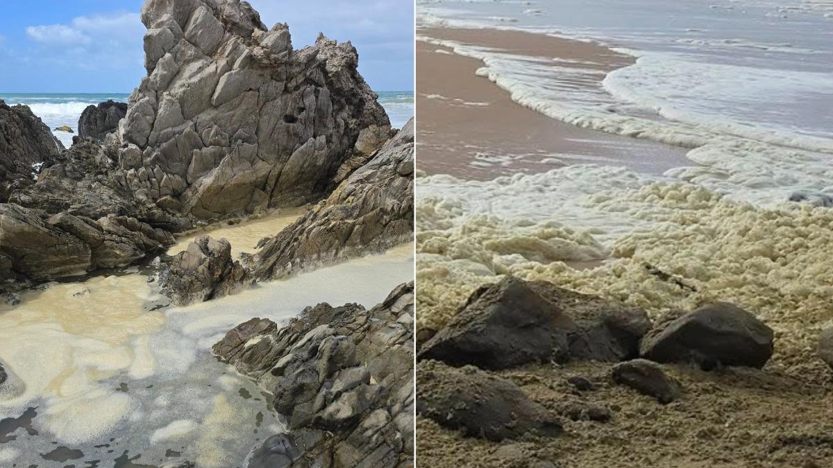 神秘的「黃綠色泡沫」伴隨大量魚類、章魚等海洋生物的遺體沖上岸。(圖/翻攝自Anthony Rowland)