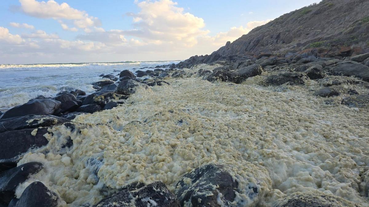神秘的「黃綠色泡沫」伴隨大量魚類、章魚等海洋生物的遺體沖上岸。（圖／翻攝自Anthony Rowland）