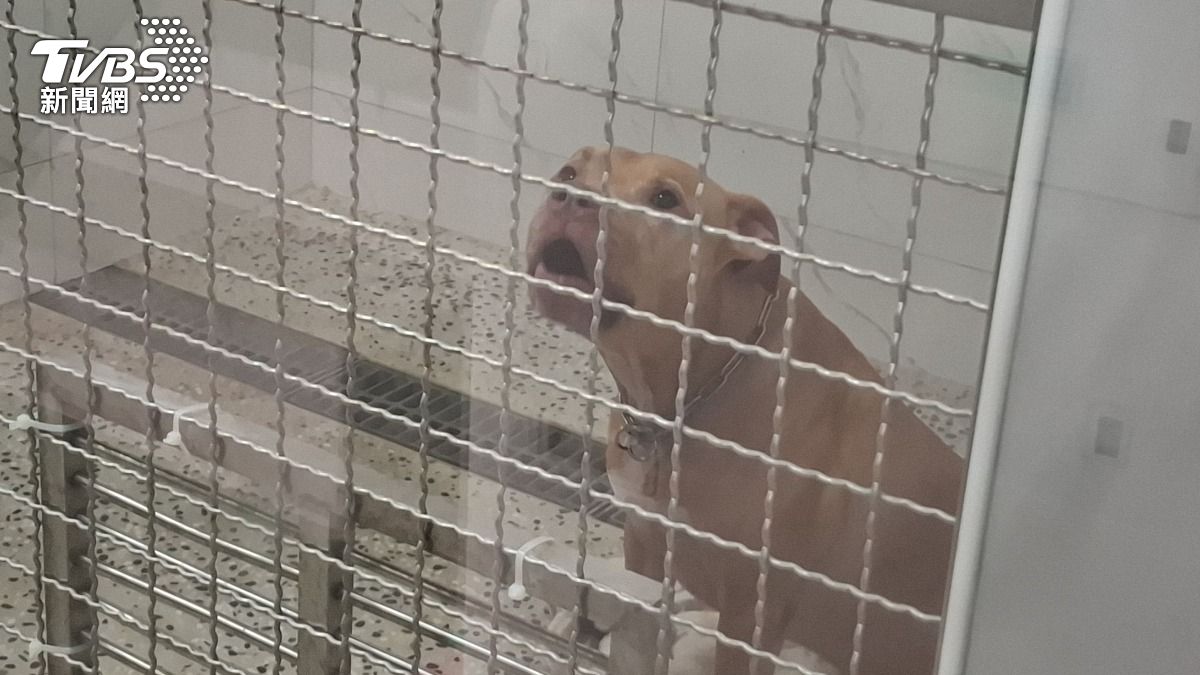 比特犬收容所現況曝!眼神驚恐狂吠 動保處:已聯繫適合飼主
