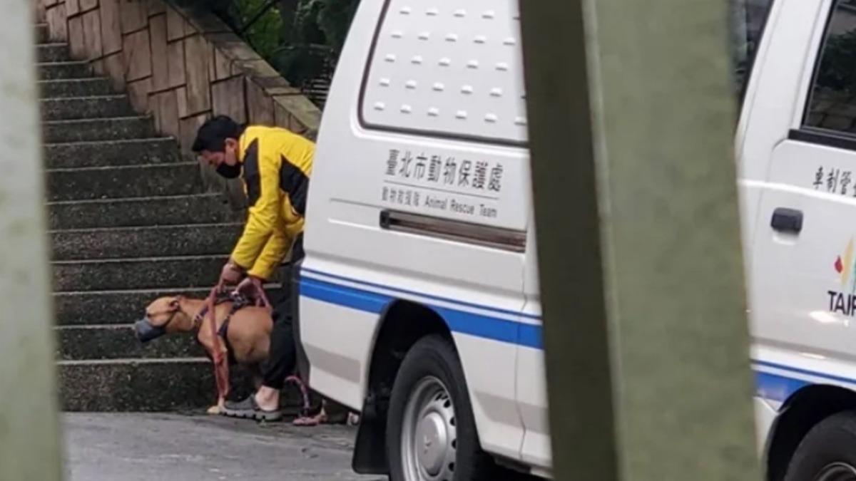 比特犬咬人飼主竟喊「沒入就不想活」 林智群:那你有給別人活路?