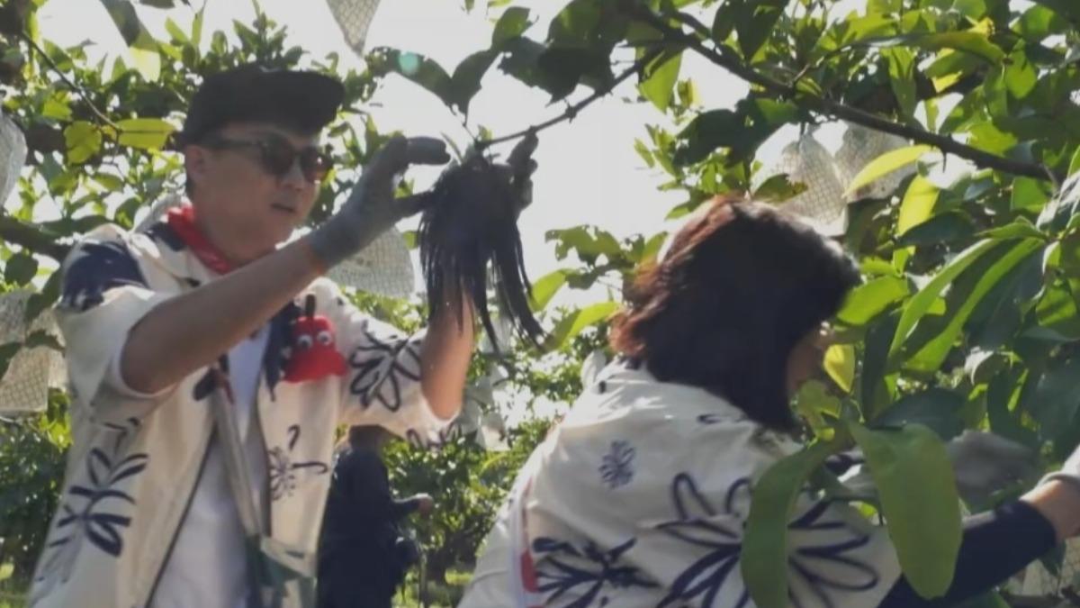 王彩樺的假髮片被樹枝勾住。(圖/三立提供)