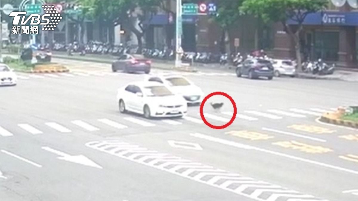 獨/台中黑柴「疑未牽繩」暴衝臺灣大道 遭2車撞飛昏迷血濺安全島