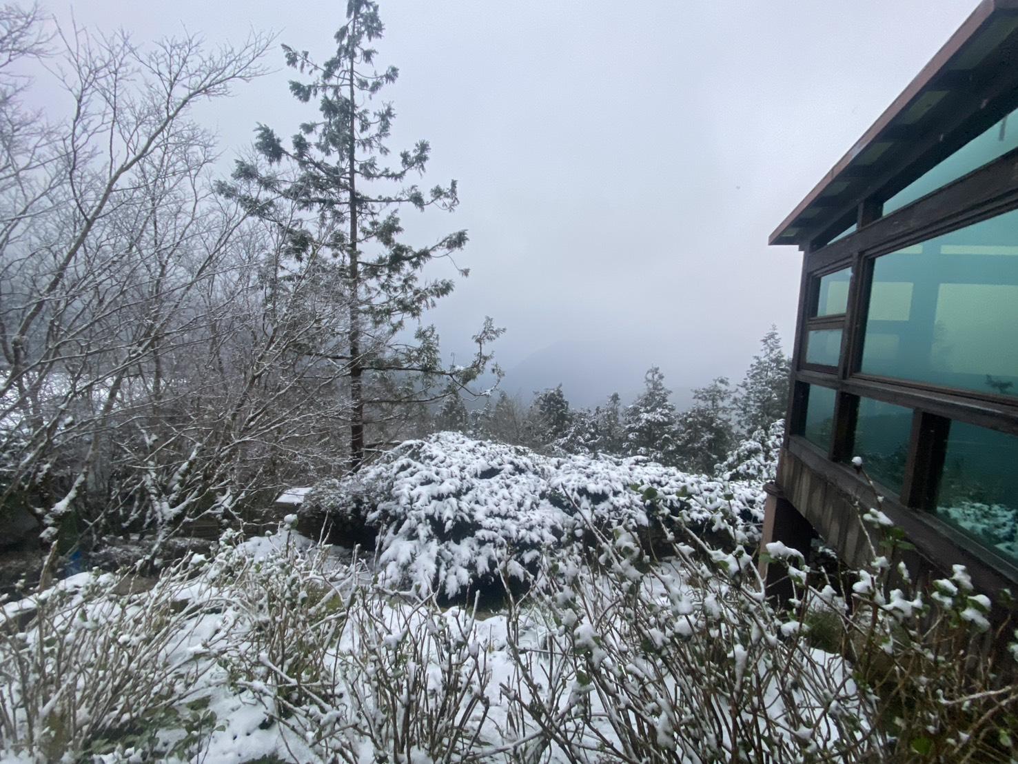 太平山莊植物被冰霰染白。(圖/太平山莊提供)