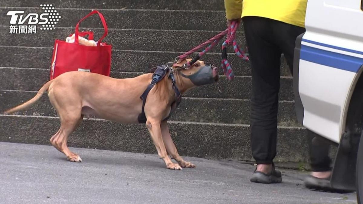 前華韡董座比特犬2度傷人!傳負債累累養狗防身?本人回應了