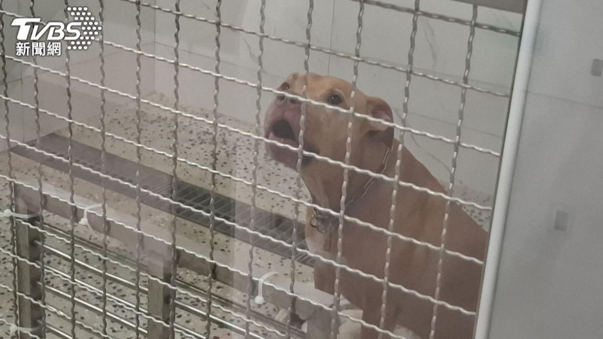 比特犬Lucky。(圖/TVBS)