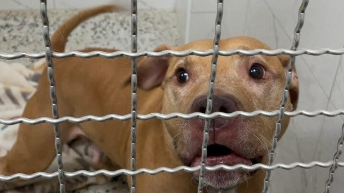比特犬Lucky兩度跳出車窗咬傷人，遭沒入安置。（圖／台北市動保處提供）